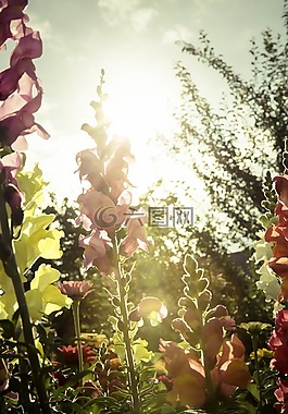 鮮花,花園,草地