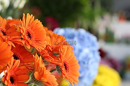 花,植物區(qū)系,自然