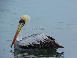 佩利坎,水,鳥