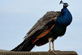 孔雀,鳥,羽毛