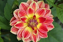 花,大麗花,花園