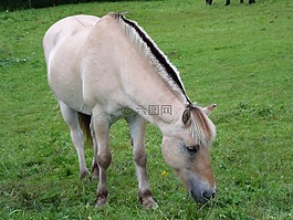 馬,牧場,普拉托