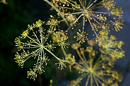 盛開,開花,黃色