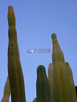 仙人掌,廠,帶動