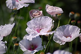 日本,自然,植物