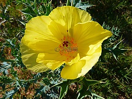 開花,花,黃色