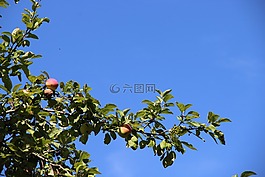 蘋果樹,樹,分支