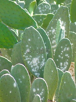 仙人掌,廠,帶動(dòng)