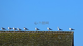海鷗,坐,屋頂