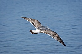 海鷗,ring-billed,羽毛