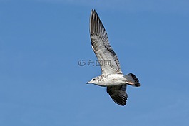 海鷗,ring-billed,羽毛