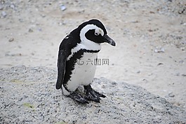 企鵝,凍結(jié),累