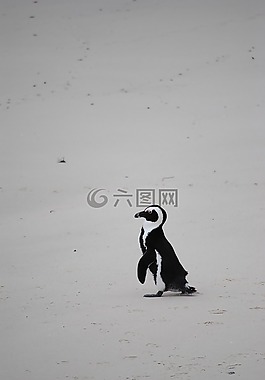 企鵝,海灘,非洲