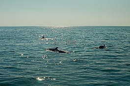 水体,海,海洋