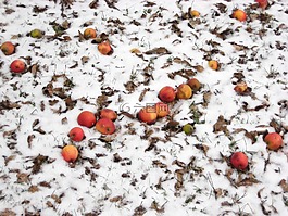 蘋果,雪,冬天