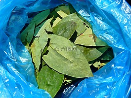 古柯叶,古柯树,erythroxylum 古柯