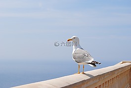 海鷗,海,西班牙
