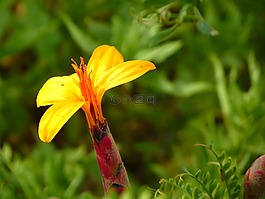 廠,黃色,開花
