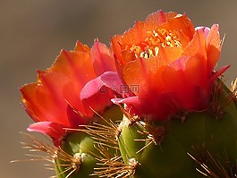 仙人掌,开花,红色