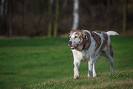 狗,草,動物