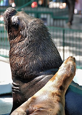 maehnenrobbe,動物園,哺乳動物