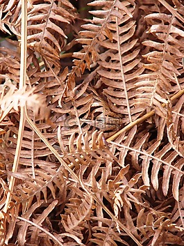 秋季,蕨類(lèi),性質(zhì)