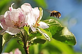 大黃蜂,蘋果花,飛行