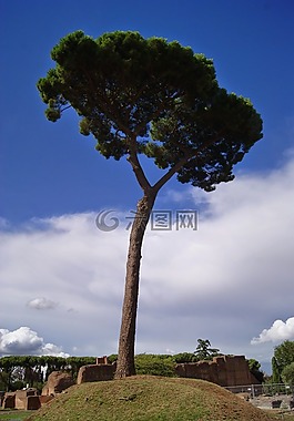 性質(zhì),樹(shù),天空