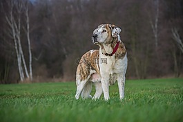 草,動物,狗