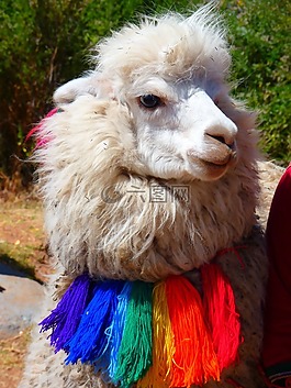 羊駝,動物,喇嘛