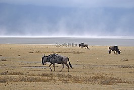 羅火山口,鹽湖,gnu