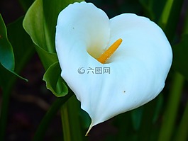 馬蹄蓮,開花,廠