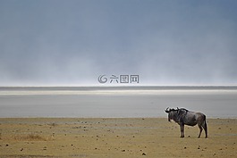 牛羚,gnu,野生動物