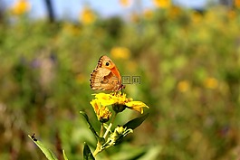 蝴蝶,花,性質(zhì)