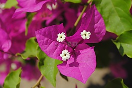 花,廠,非洲