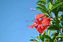 花,廠,開花