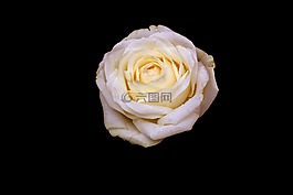 玫瑰,白,花瓣