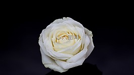 玫瑰,白,花瓣