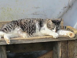 宿醉,動物,關注
