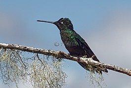 鳥,性質(zhì),動物世界