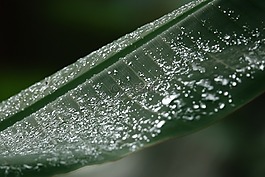 珍珠,露水,雨