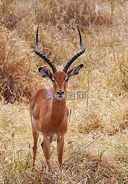 野生動(dòng)物園,肯尼亞,非洲