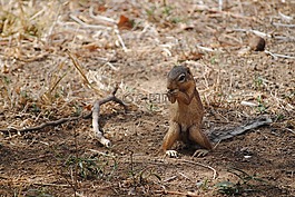 野生動物園,肯尼亞,非洲