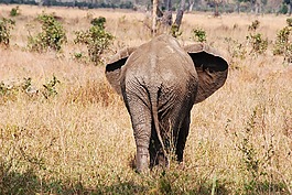 野生動物園,坦桑尼亞,非洲