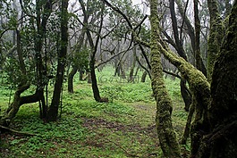 森林,樹木,苔