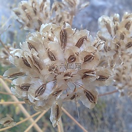 花,性質(zhì),植物