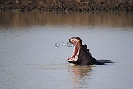 坦桑尼亞,非洲,野生動物園