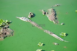 坦桑尼亞,非洲,野生動(dòng)物園