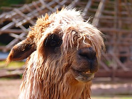 羊駝,喇嘛,動物