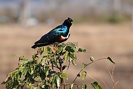 坦桑尼亞,非洲,野生動物園